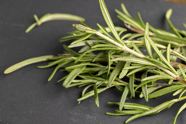 green fresh rosemary is a spice in cooking, fresh rosemary branches for use in cooking as spices for meat