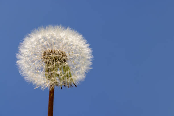 Beautiful white dandelion in spring, a ball of white dandelion against the sky