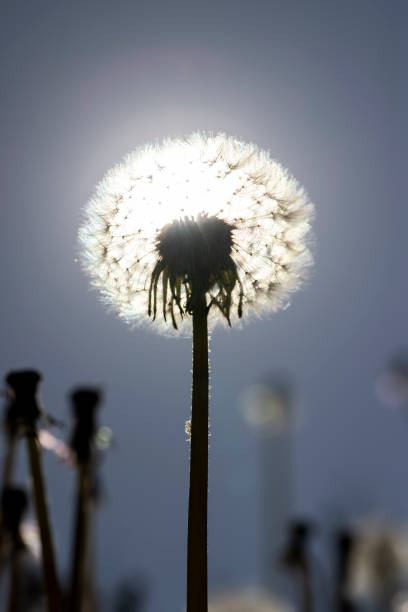 white dandelion balls in spring, dandelion seeds in spring after flowering