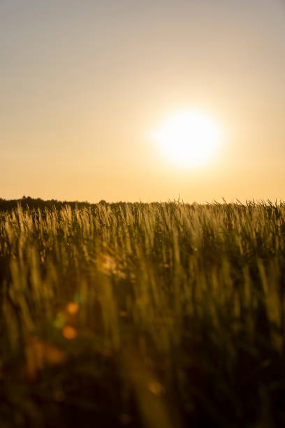 istock a new wheat harvest at sunset 2157395883