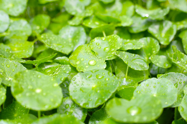 istock Fresh centella asiatica leaves with rain drop. Gotu kola herb plant 2157396374
