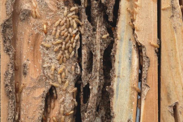 istock Group of the small termite destroy timber 2157396820