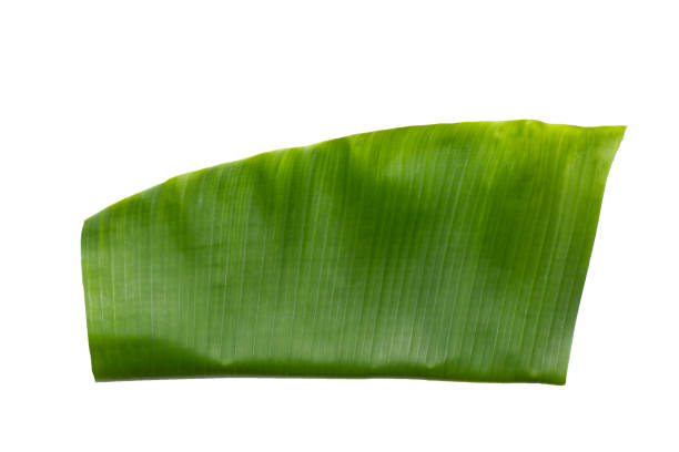 istock Green leaves of banana tree 2157397236