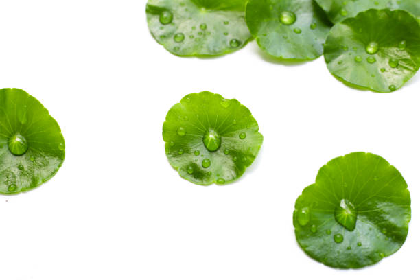 istock Fresh centella asiatica leaves with rain drop. Gotu kola herb plant 2157397370
