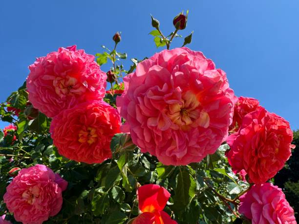 istock Beautiful roses flowers pink red blossom 2157397542