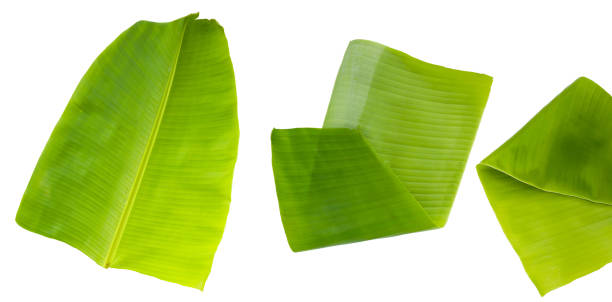 istock Banana leaves on white background. 2157397996