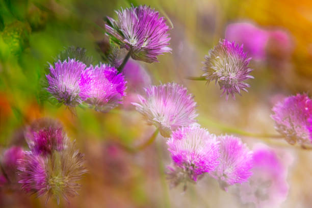Multiple exposure macro shots of Chive flowers growing in my garden