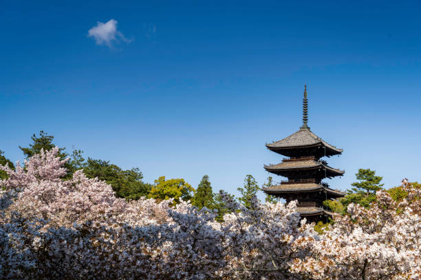Picture of Ninna-ji Temple Gojunoto, Kyoto ,Japan 　04/07/2021 The temple is especially famous for its Omuro Sakura cherry trees which are the latest blooming cherries in the whole of Kyoto.