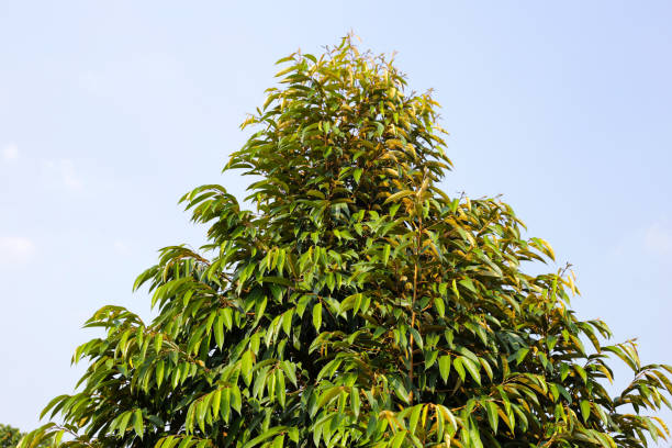 istock Durian tree in the garden 2157399511