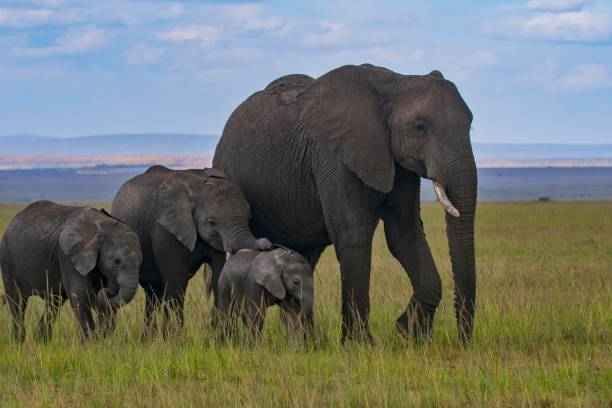 istock Elephants family walking 2157400189