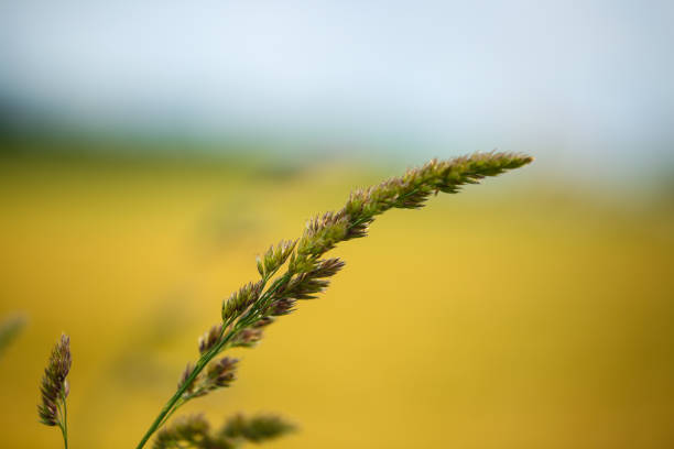 Wheat field in Munich, wheat close-up