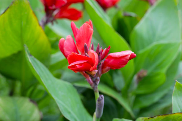 istock Blooming canna lily flower with green leaves 2157400773