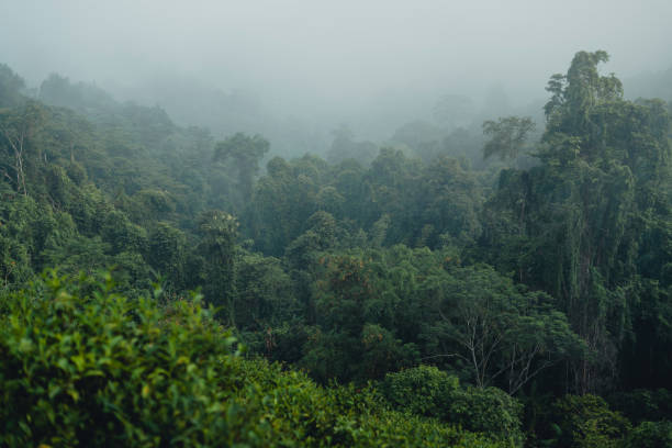 istock Forest and trees in the morning fog 2157400918