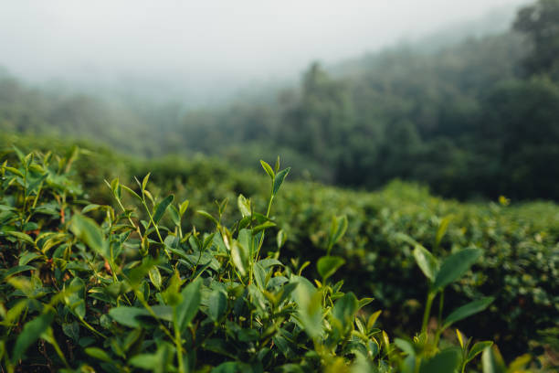 istock Tea leaves in the plantation 2157400931