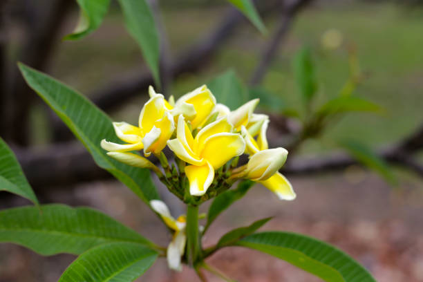 Plumeria or frangipani flower. Tropical tree