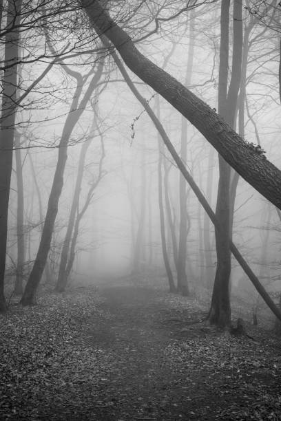 istock The forest in a fog 2157401367