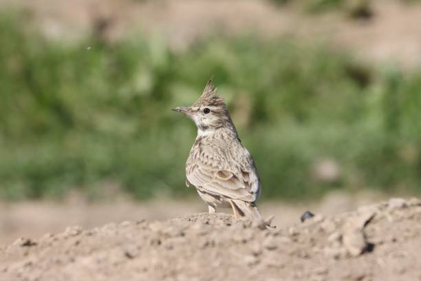 istock Close-up of a crested lark standing on the ground 2157401834