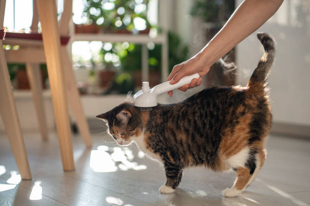 istock Pet owner using electric spray massage comb for cat, steam brush to remove tangles hairs. Grooming. 2157402506