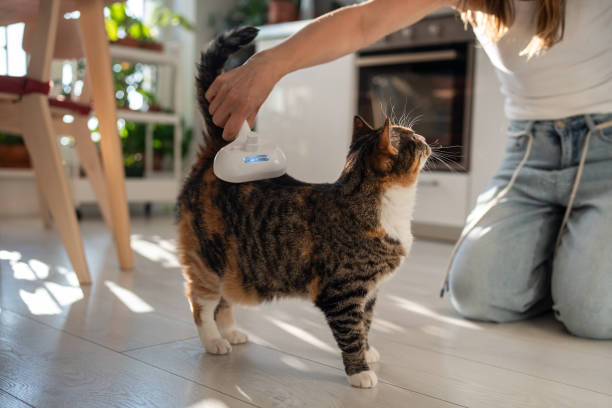 istock Pet owner using electric spray massage comb for cat, steam brush to remove tangles hairs. Grooming. 2157402507