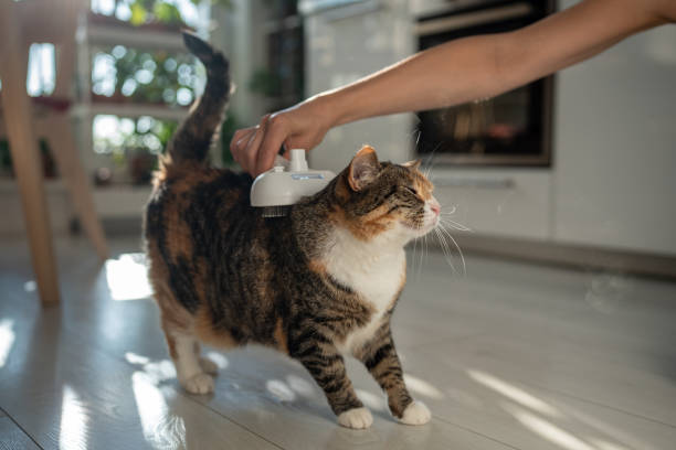istock Pet owner using electric spray massage comb for cat, steam brush to remove tangles hairs. Grooming. 2157402512