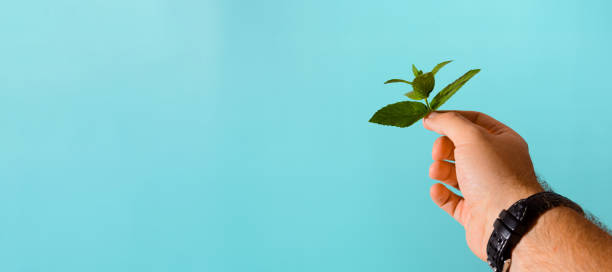 A hand holds a single sprig of fresh mint against a bright blue background. The image is simple, yet evocative, and highlights the natural beauty of mint leaves