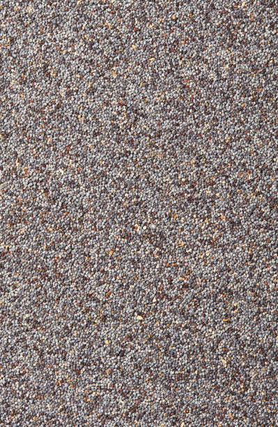 Close Up Of Blue Poppy Seeds