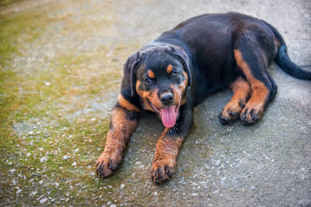 istock the little rottweiler on the floor 2157404262