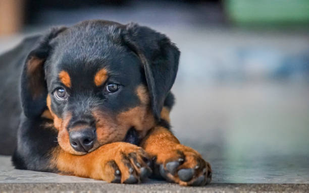 istock the little rottweiler on the floor 2157404283