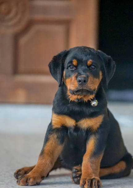 istock the little rottweiler on the floor 2157404288