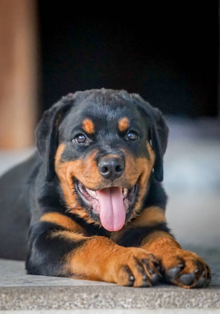 istock the little rottweiler on the floor 2157404327
