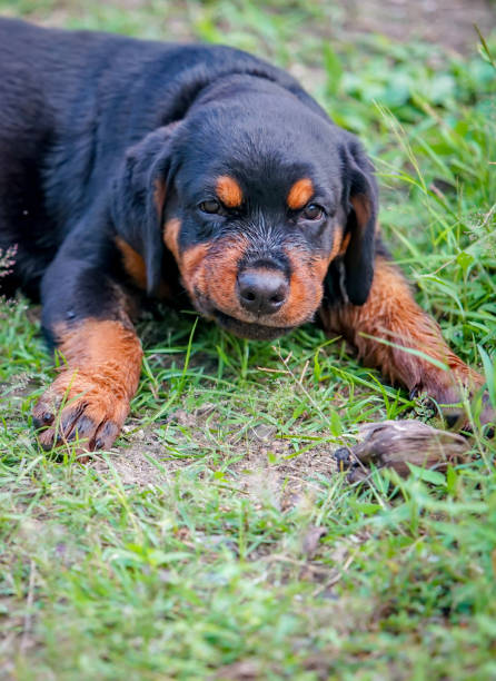 istock the little rottweiler on the floor 2157404418
