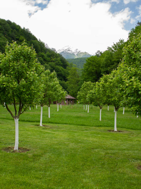istock Apple orchard in Rosa Khutor. Mountains view landscape 2157405305
