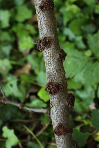 istock Close-up of many damages on old Apple tree bark 2157405319