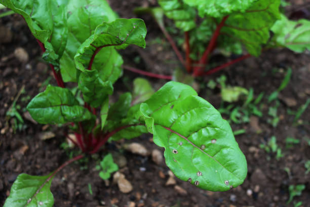 Vegetable garden: Bunch of Rhubarb stalks with focus on the leaf.