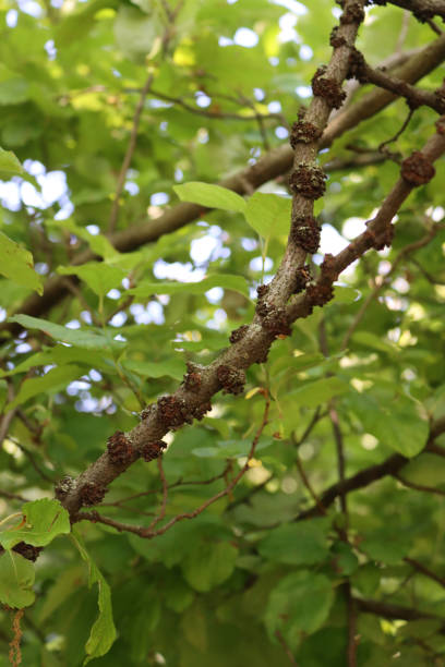 istock Damages on old Apple tree bark in the orchard 2157405346