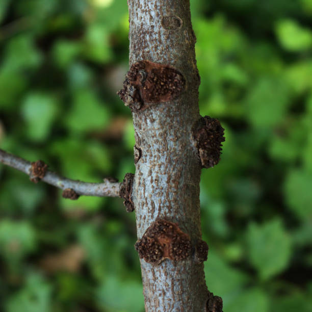 istock Close-up of many damages on old Apple tree bark 2157405421