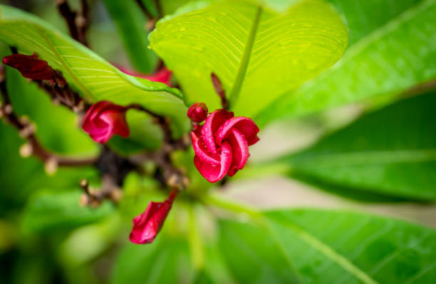 the red flower in the nature with dramatic tone