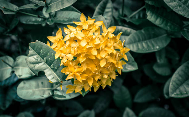 Yellow chrysanthemum flower close up photo.