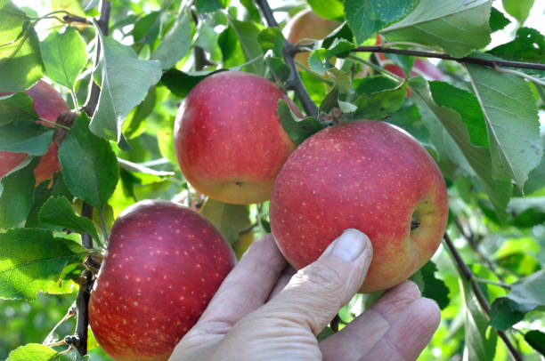 istock Harvesting the red organic apples 2157408717