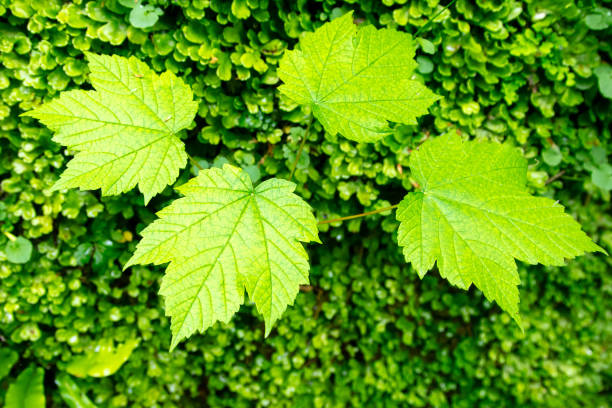 large, green leaf of wild grape, close-up with partial focus