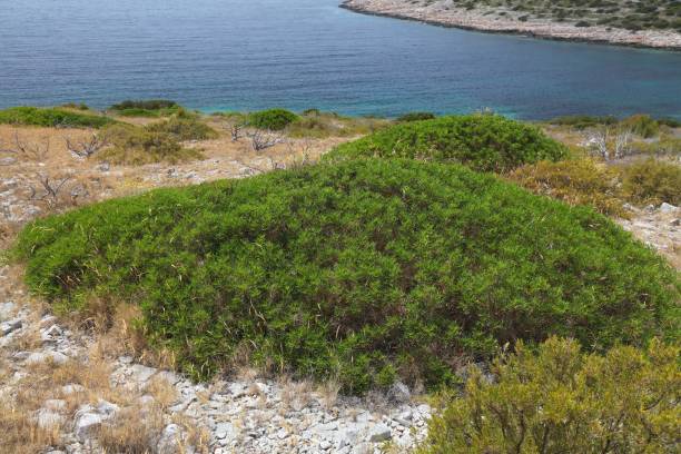 Croatia Zirje island nature in summer. Mediterranean plant species: Pistacia lentiscus (also lentisk or mastic) evergreen shrub.