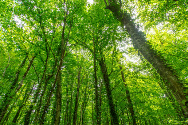 istock Green trees in the forest in summer 2157412153