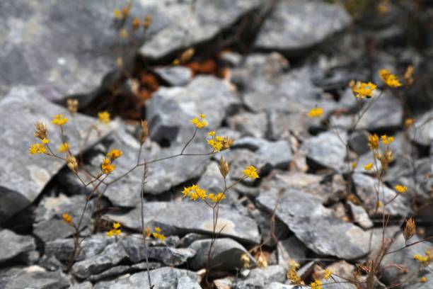 Croatia Zirje island nature in summer. Mediterranean plant species: flowers of Bupleurum perennial herb. Bupleurum gracile.