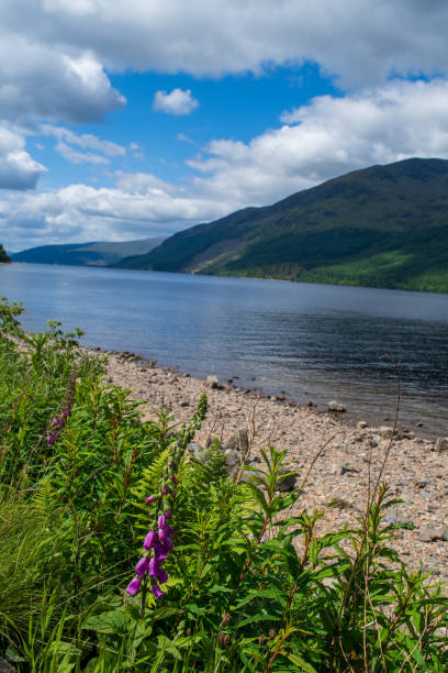 istock Scottish Highlands landscape with foxglove flower 2157414842
