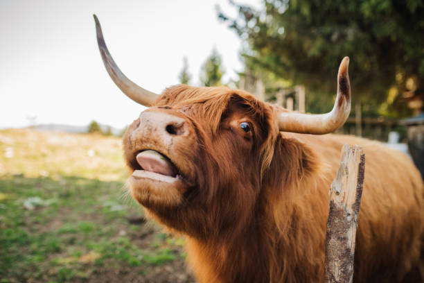 istock Highland Cow Portrait 2157414998