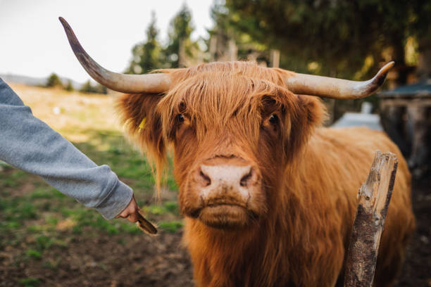 istock Highland Cow Portrait 2157415002