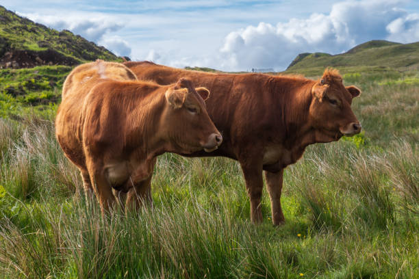 istock Scottish cattle, Isle of Skye, Inner Hebrides, Scotland 2157415115