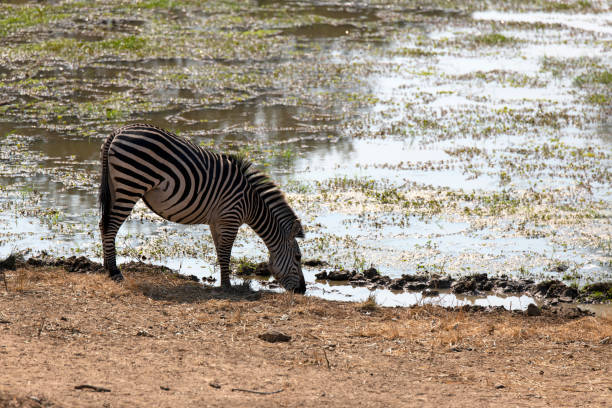 wildlife in South Luangwa National Park, Zambia, Africa