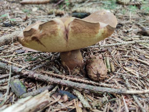istock Mushroom in the woods 2157418212