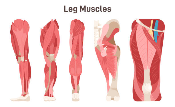 Leg, hip and knee muscle anatomical structure set. Front, side Leg, hip and knee muscle anatomical structure set. Front, side and back view scheme with anatomical captions. Vastus lateralis, medialis, intermedius and rectus femoris. Flat vector illustration. biceps femoris stock illustrations